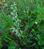 Zigadenus sibiricus