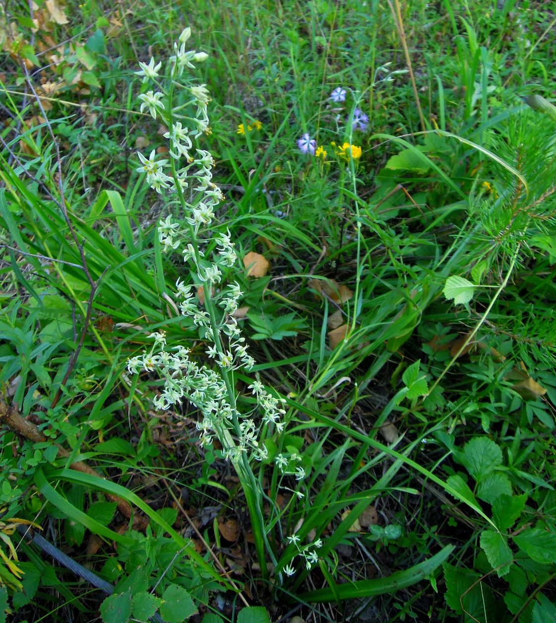 Изображение особи Zigadenus sibiricus.