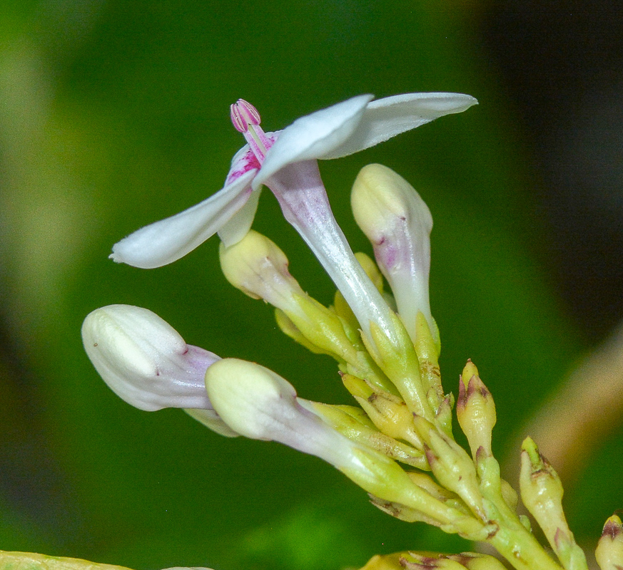 Image of Pseuderanthemum carruthersii specimen.