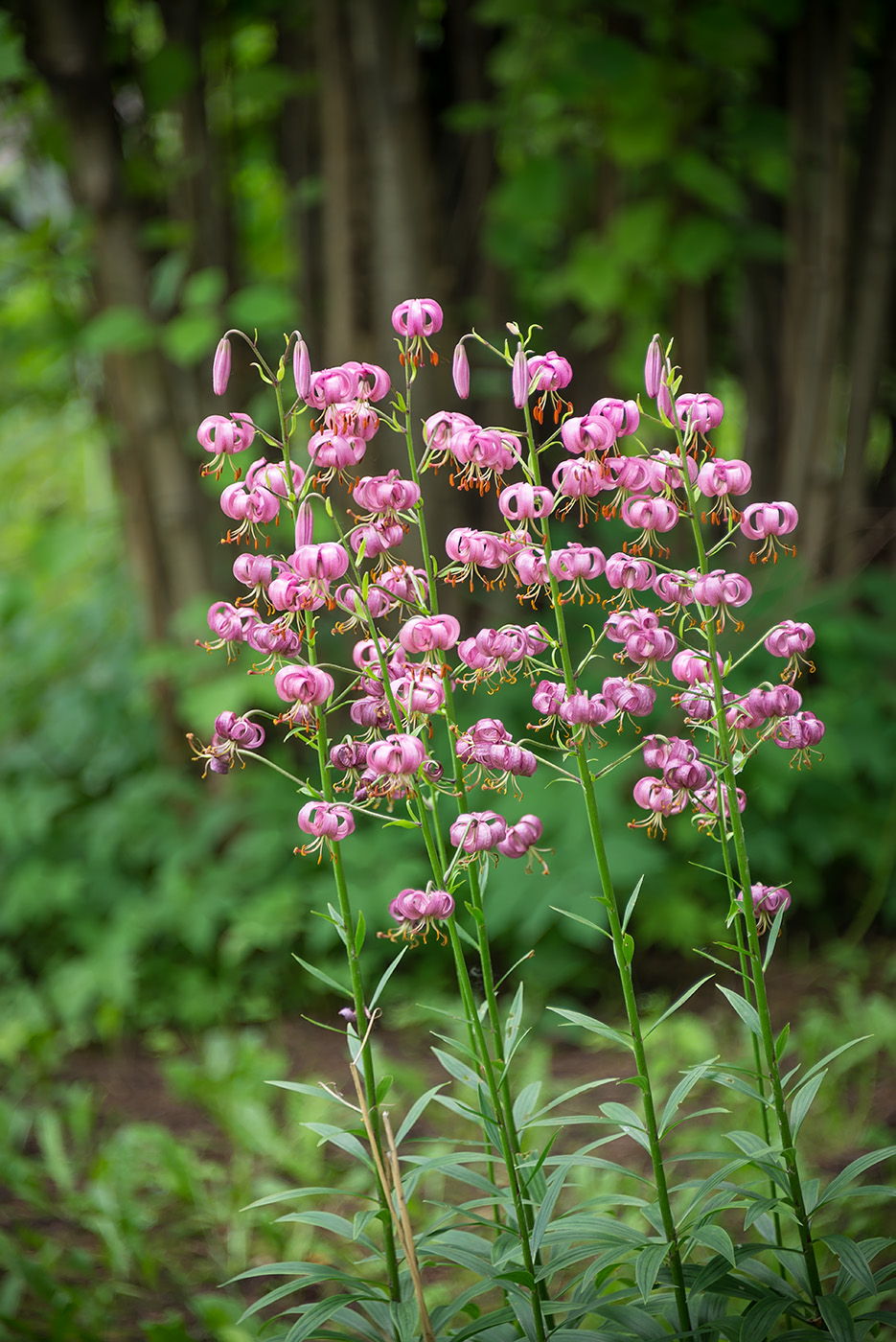 Image of Lilium pilosiusculum specimen.