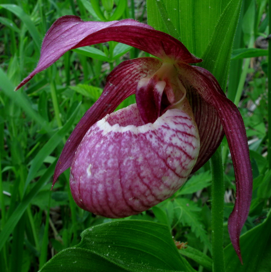 Изображение особи Cypripedium &times; ventricosum.