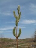 Salix cinerea