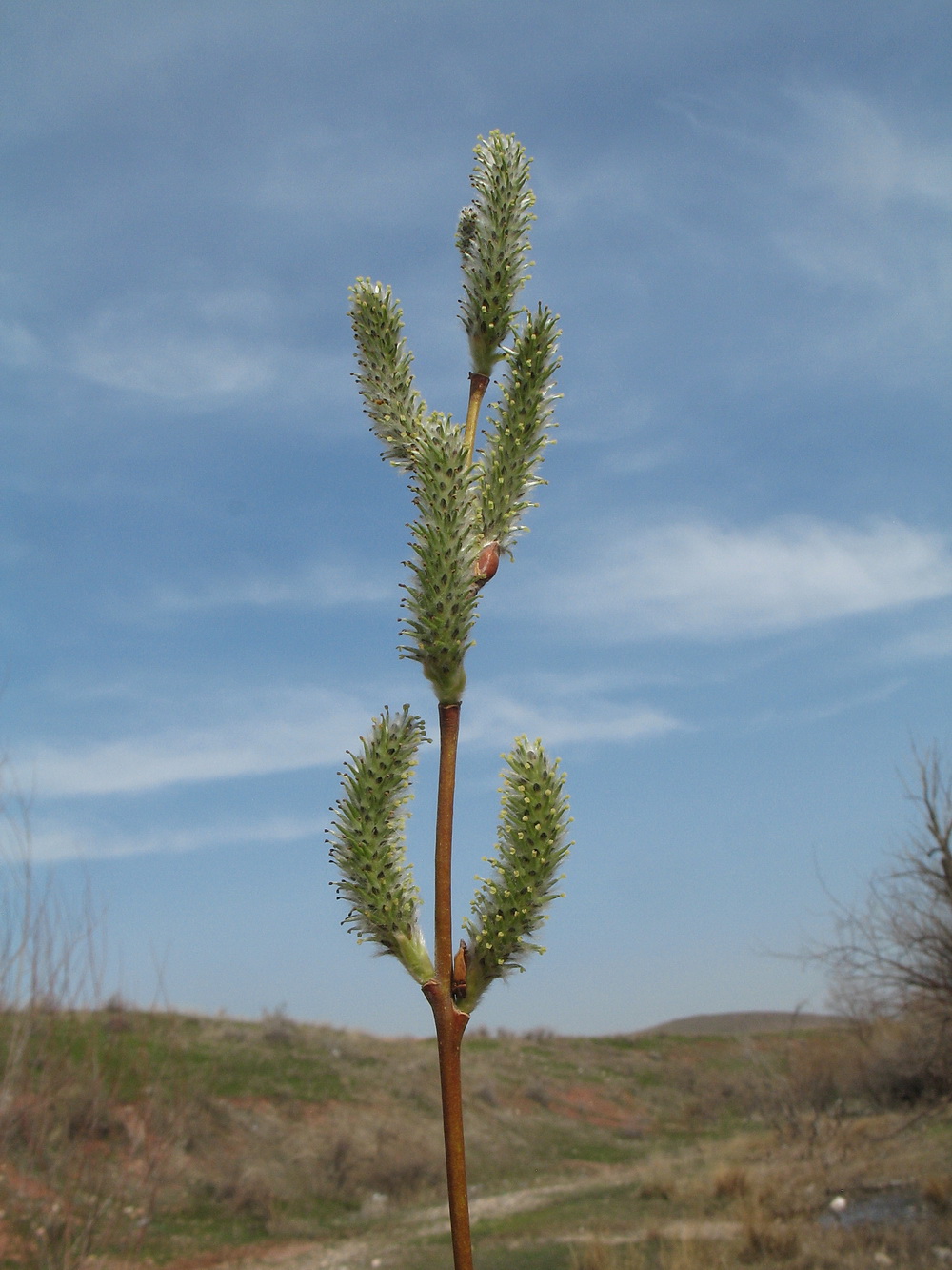 Изображение особи Salix cinerea.