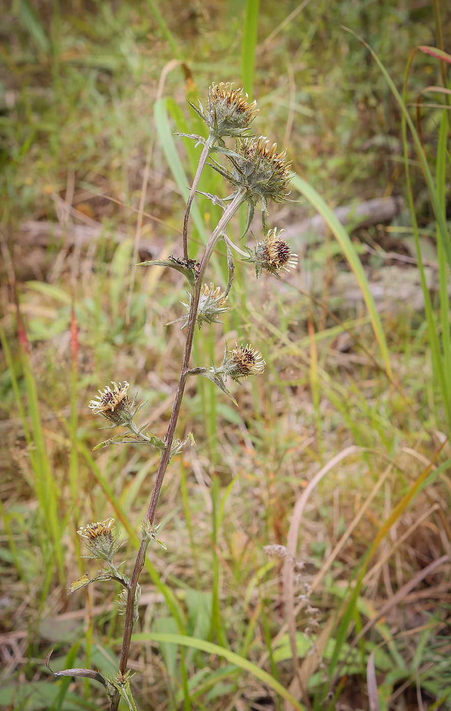 Изображение особи Carlina intermedia.