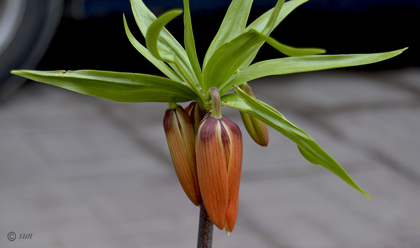 Изображение особи Fritillaria imperialis.