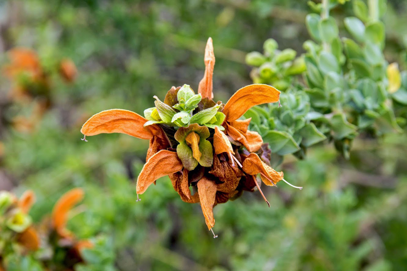 Image of Salvia aurea specimen.