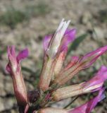 Astragalus buschiorum. Цветки. Дагестан, окр. с. Талги, каменистое место. 22.04.2019.