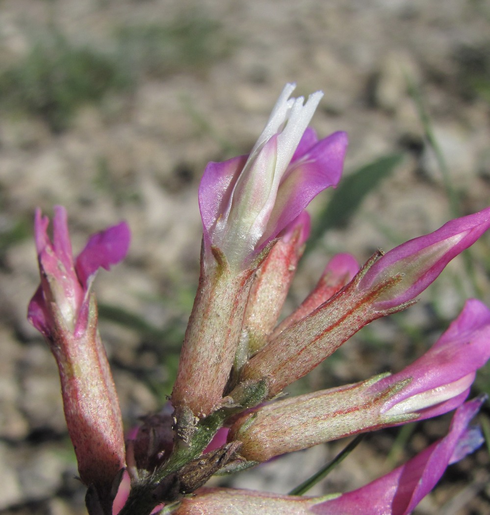 Изображение особи Astragalus buschiorum.