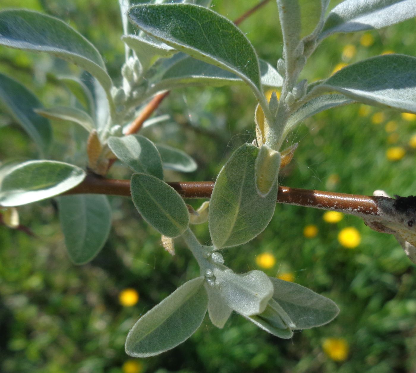 Image of Elaeagnus angustifolia specimen.