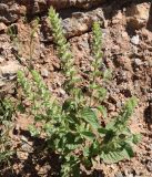 Salvia viridis