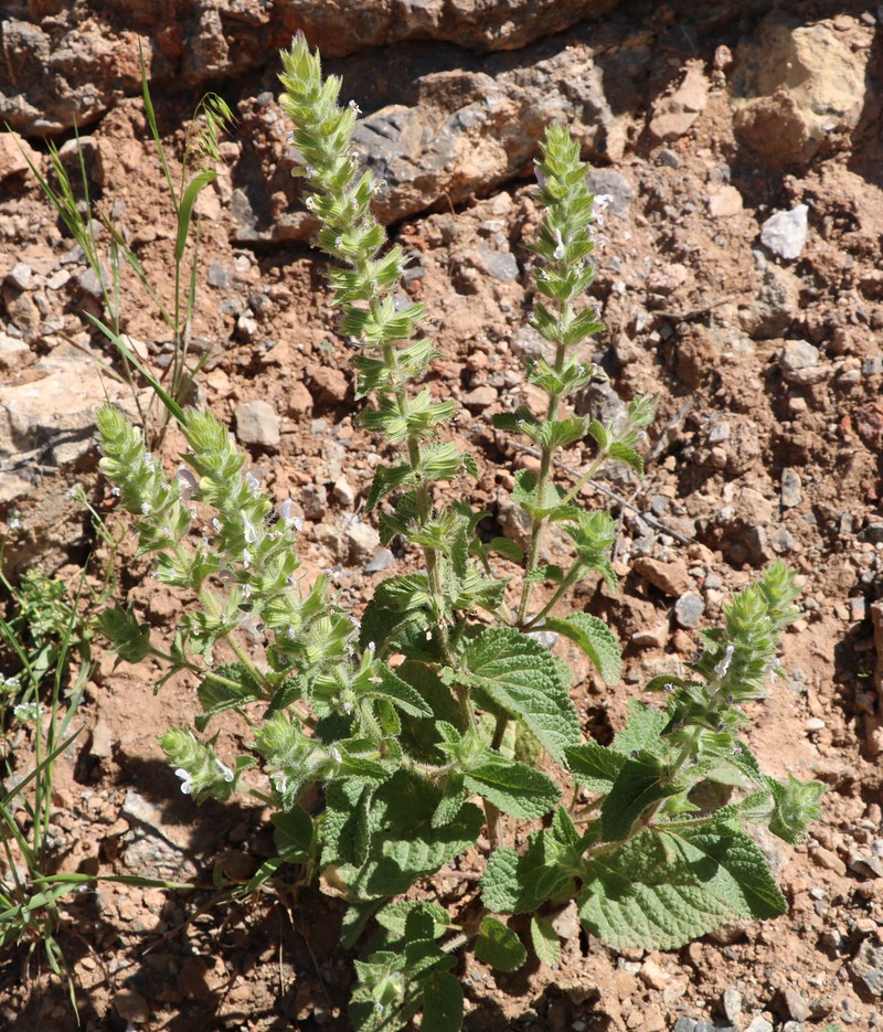 Изображение особи Salvia viridis.