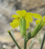 Erysimum substrigosum