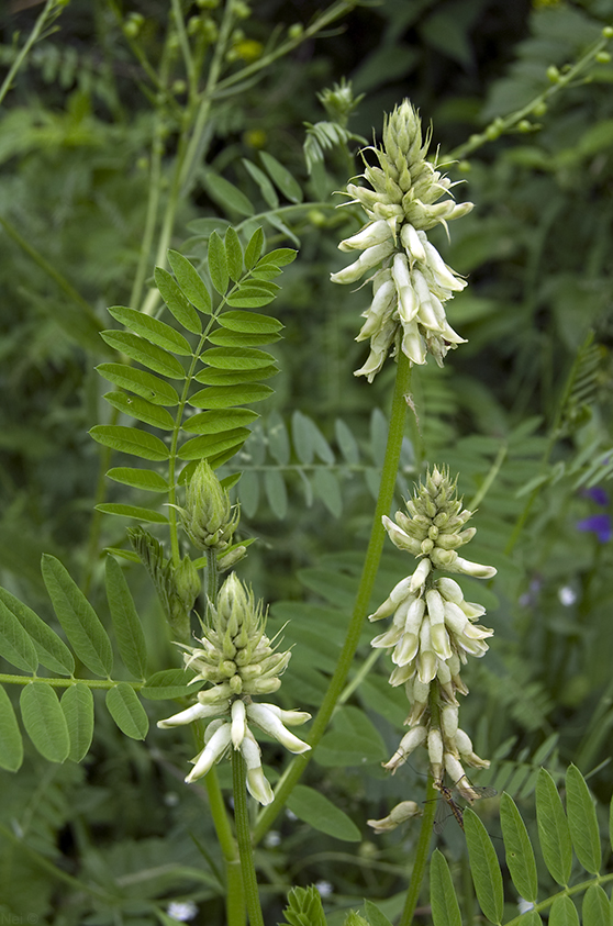 Изображение особи Astragalus uliginosus.