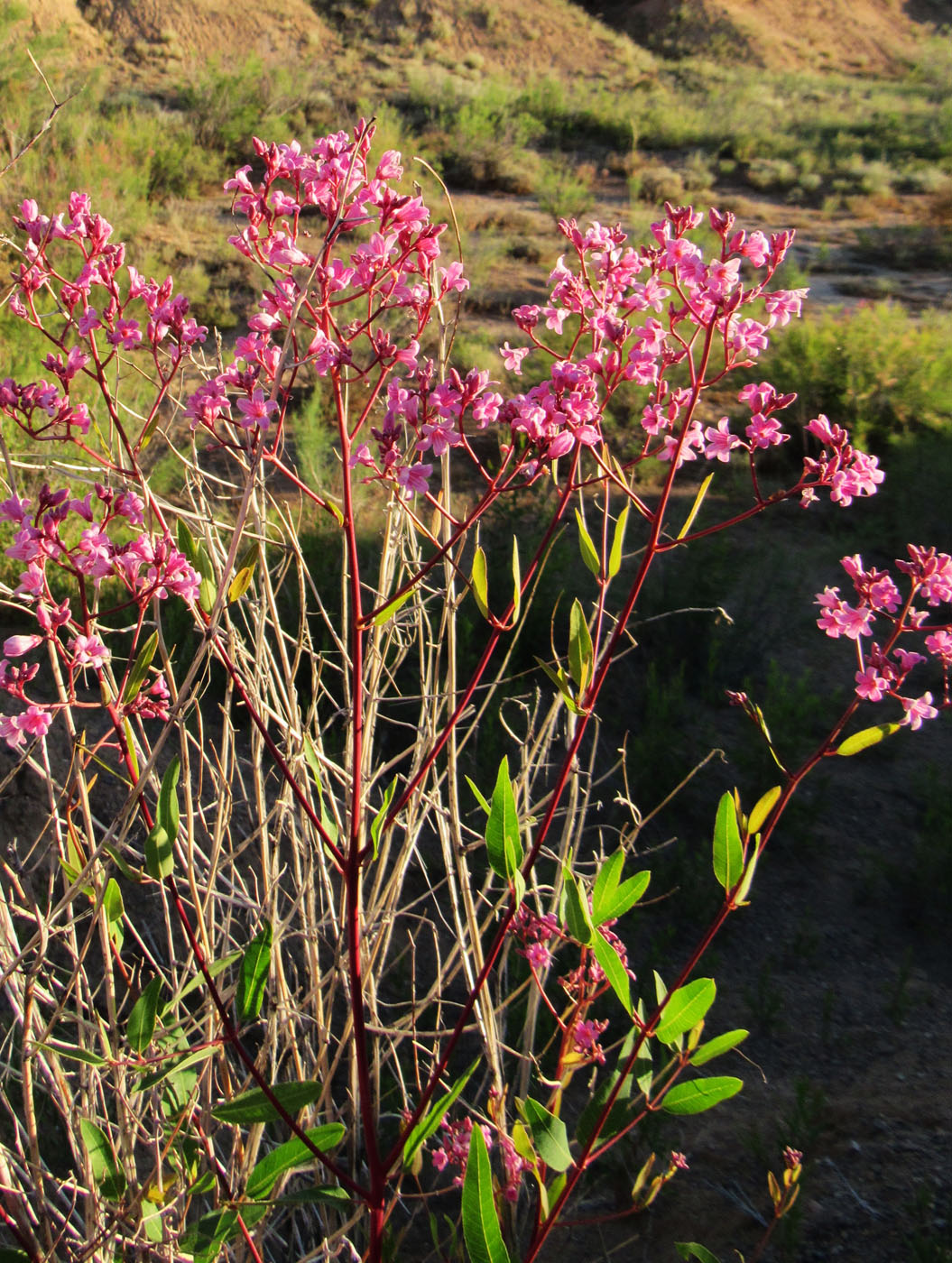 Image of Trachomitum lancifolium specimen.