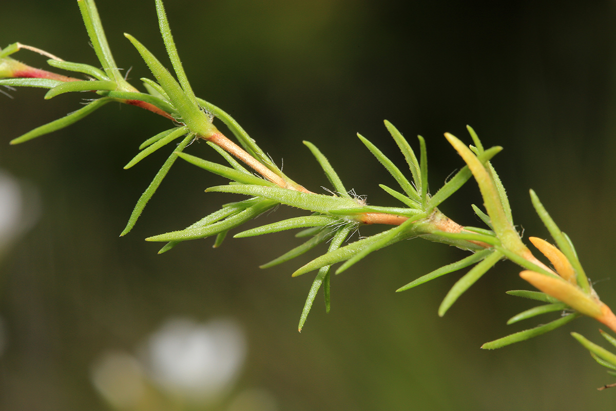 Image of Minuartia laricina specimen.