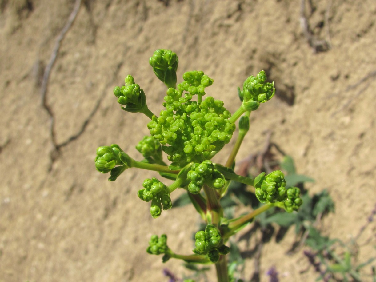 Image of Ferulago galbanifera specimen.