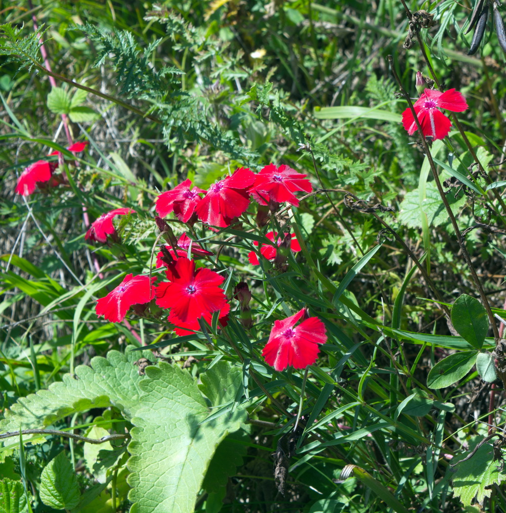 Image of Dianthus vladimiri specimen.