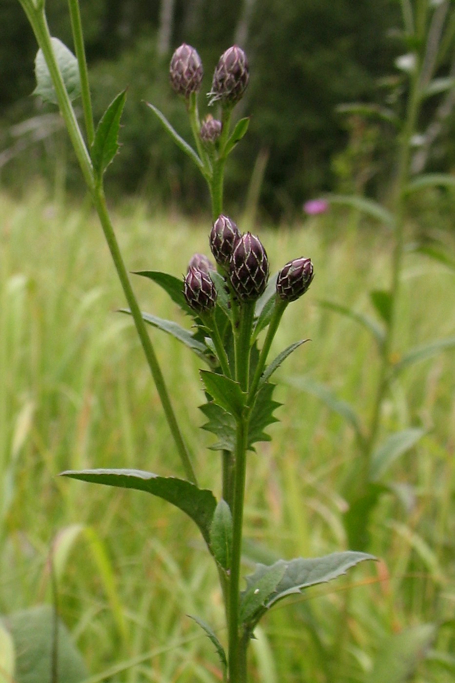 Image of Serratula tinctoria specimen.