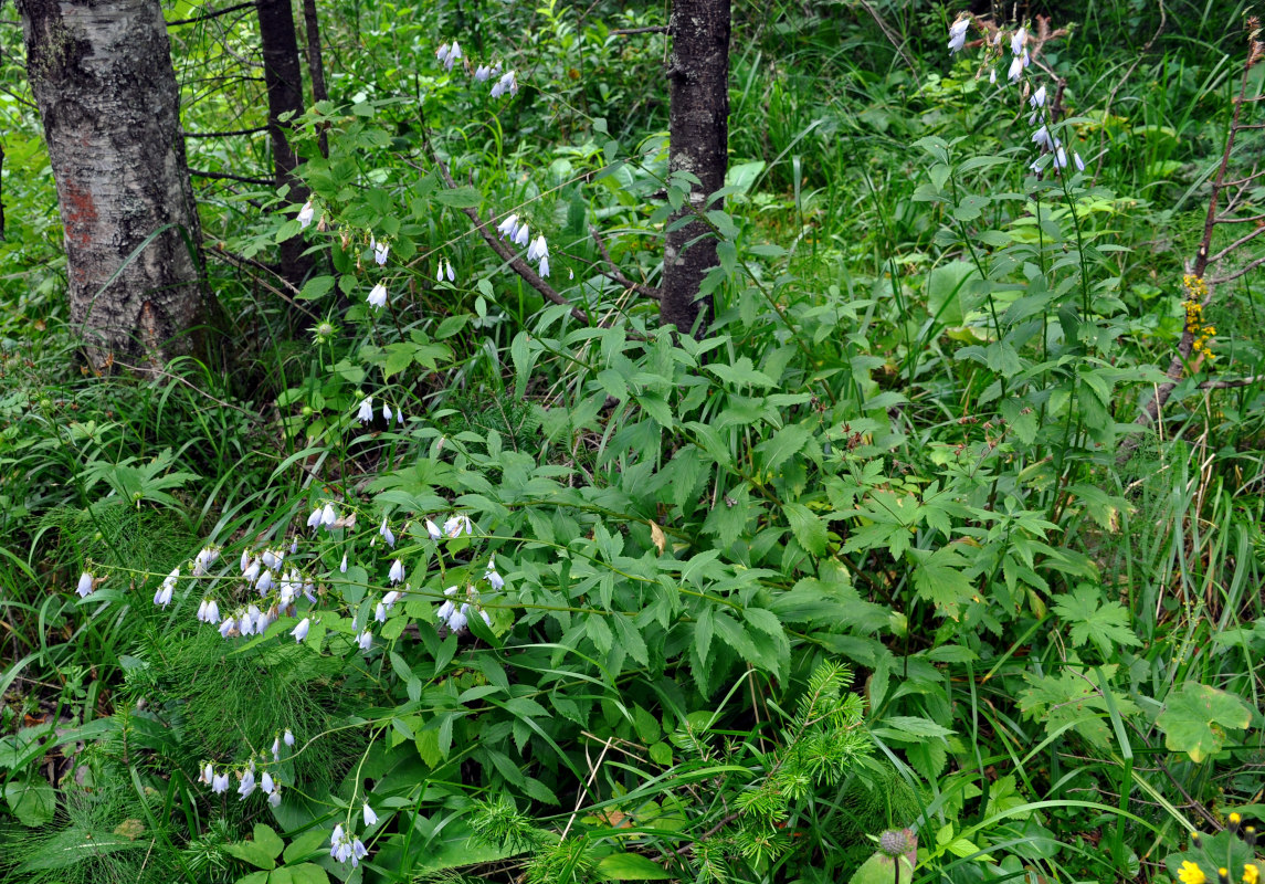 Изображение особи Adenophora liliifolia.