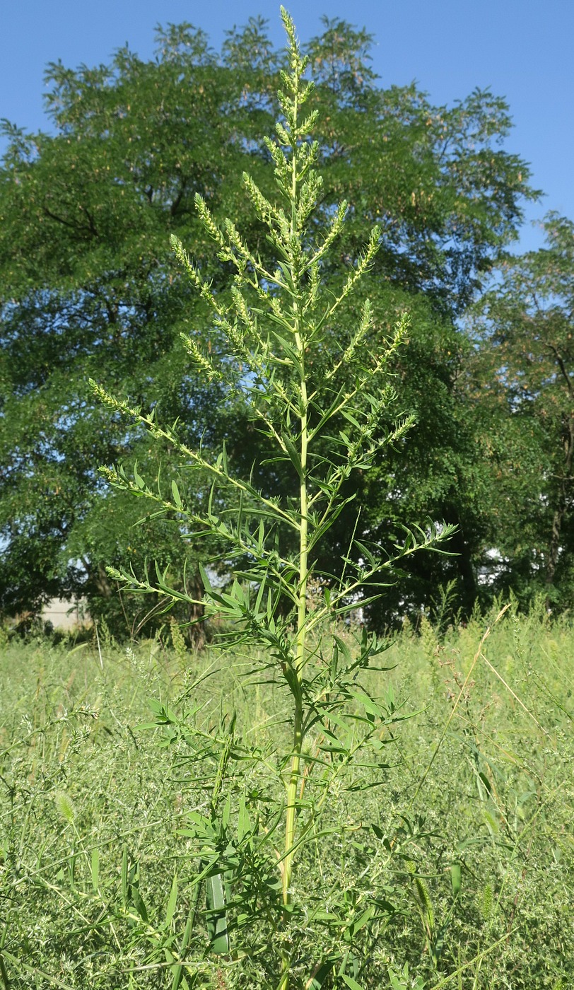 Image of Bassia scoparia specimen.