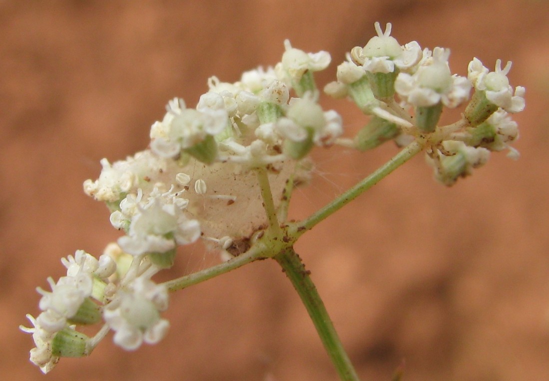 Image of Seseli glabratum specimen.