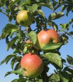 Malus domestica