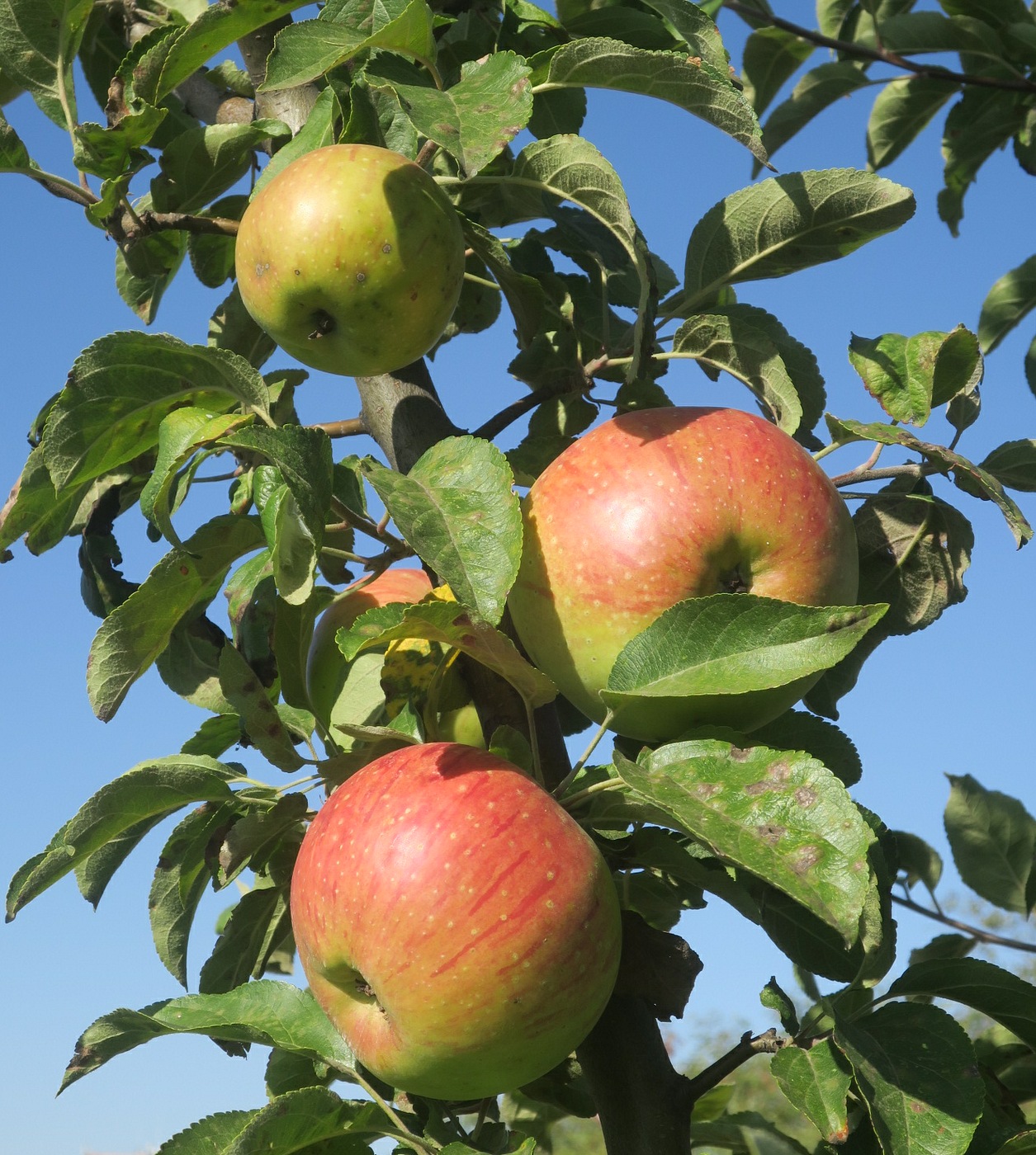 Изображение особи Malus domestica.