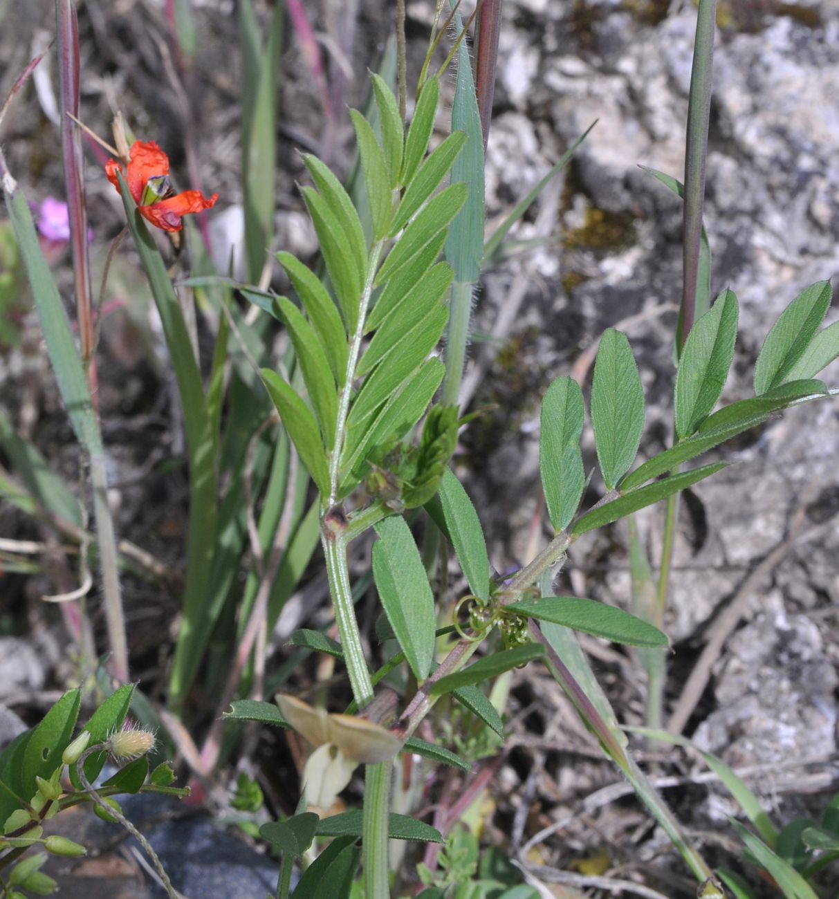 Image of Vicia grandiflora specimen.