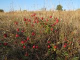 Rosa gallica. Плодоносящее растение. Крым, Севастополь, Сарандинакина балка. 03.10.2019.