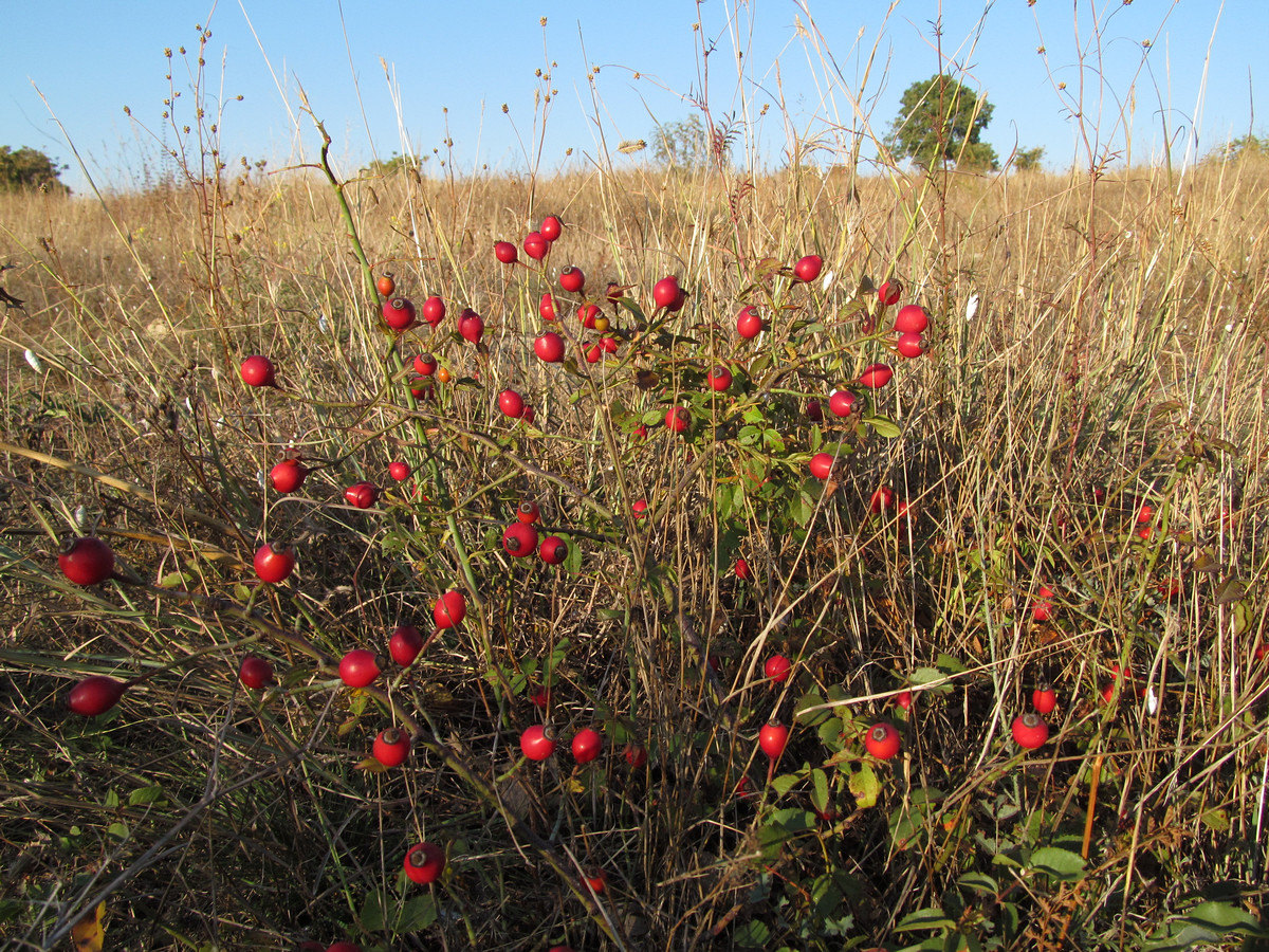 Image of Rosa gallica specimen.