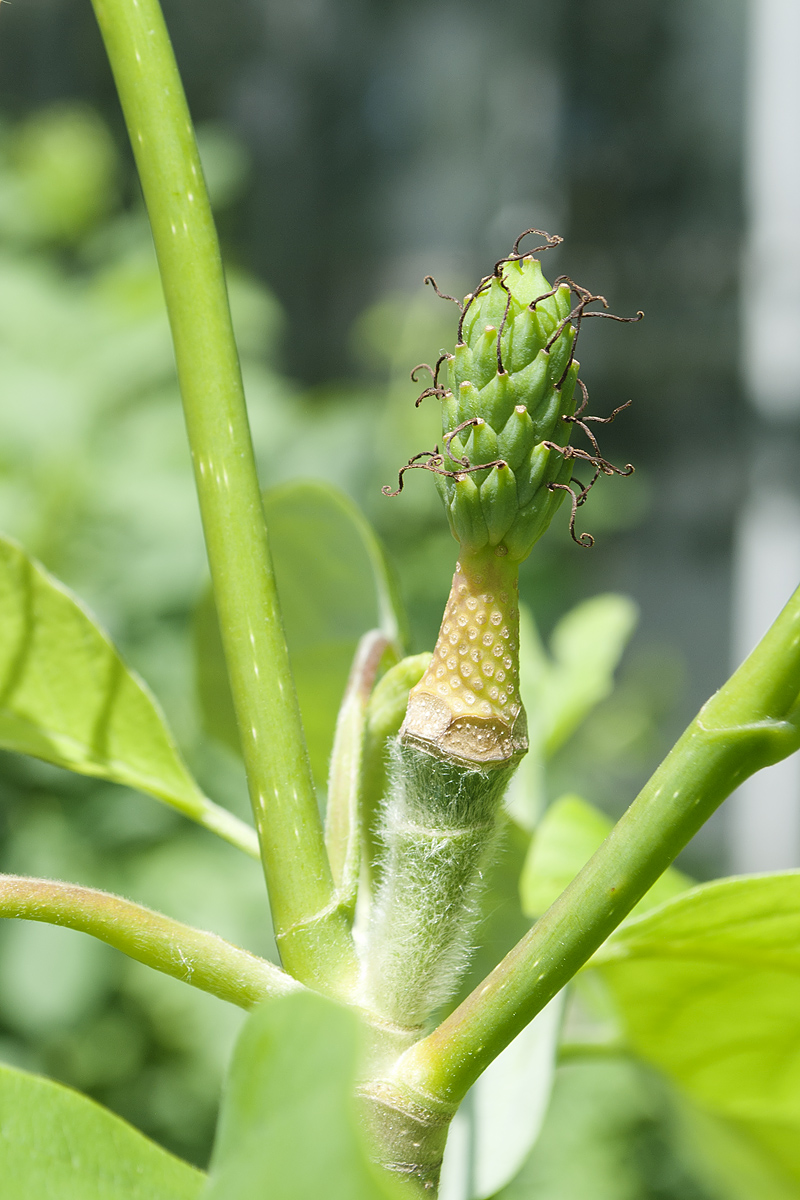 Image of Magnolia acuminata specimen.