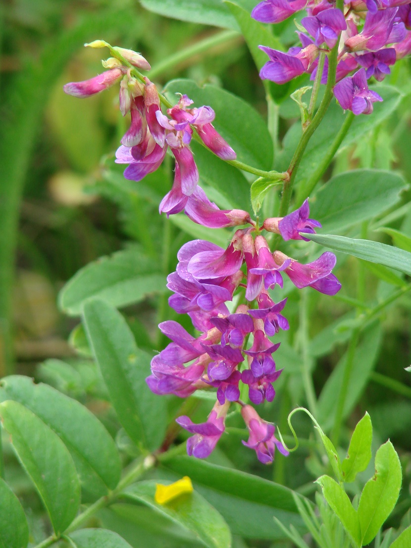 Image of Vicia amoena specimen.