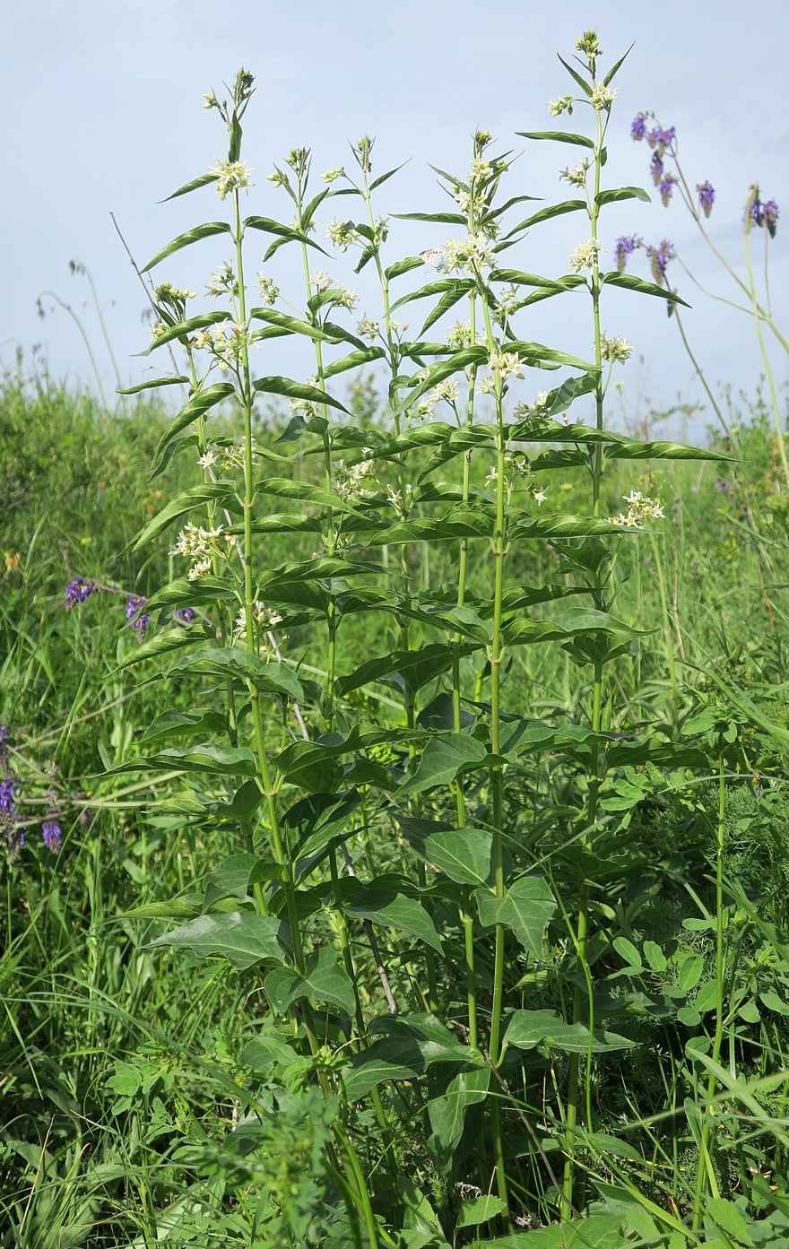 Image of Vincetoxicum hirundinaria specimen.