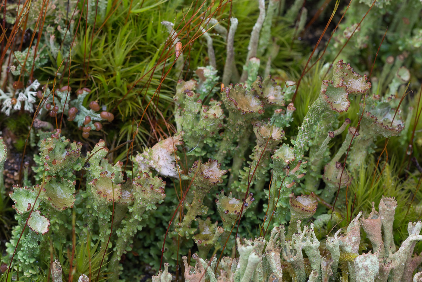 Изображение особи Cladonia gracilis ssp. turbinata.