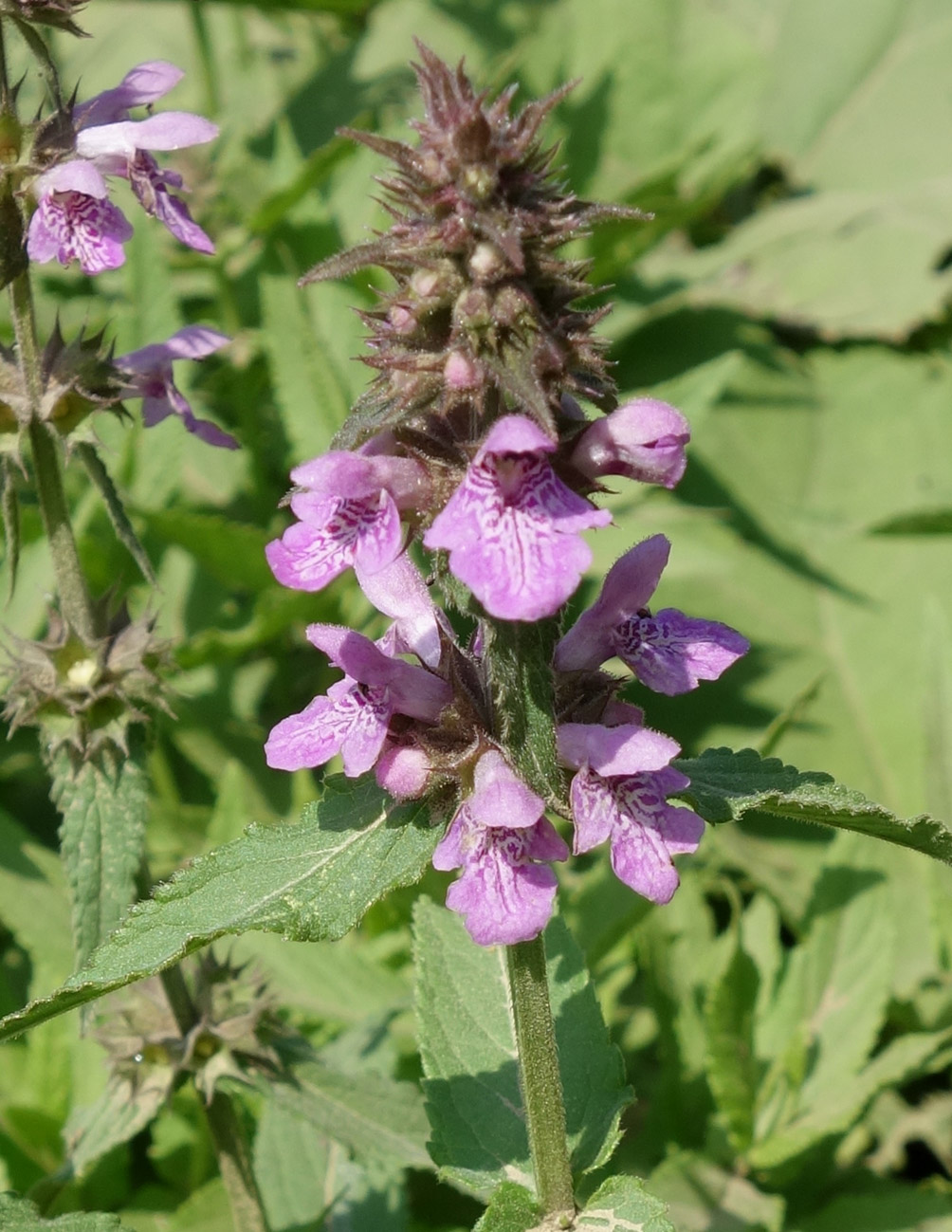 Изображение особи Stachys palustris.