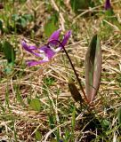 Erythronium sibiricum