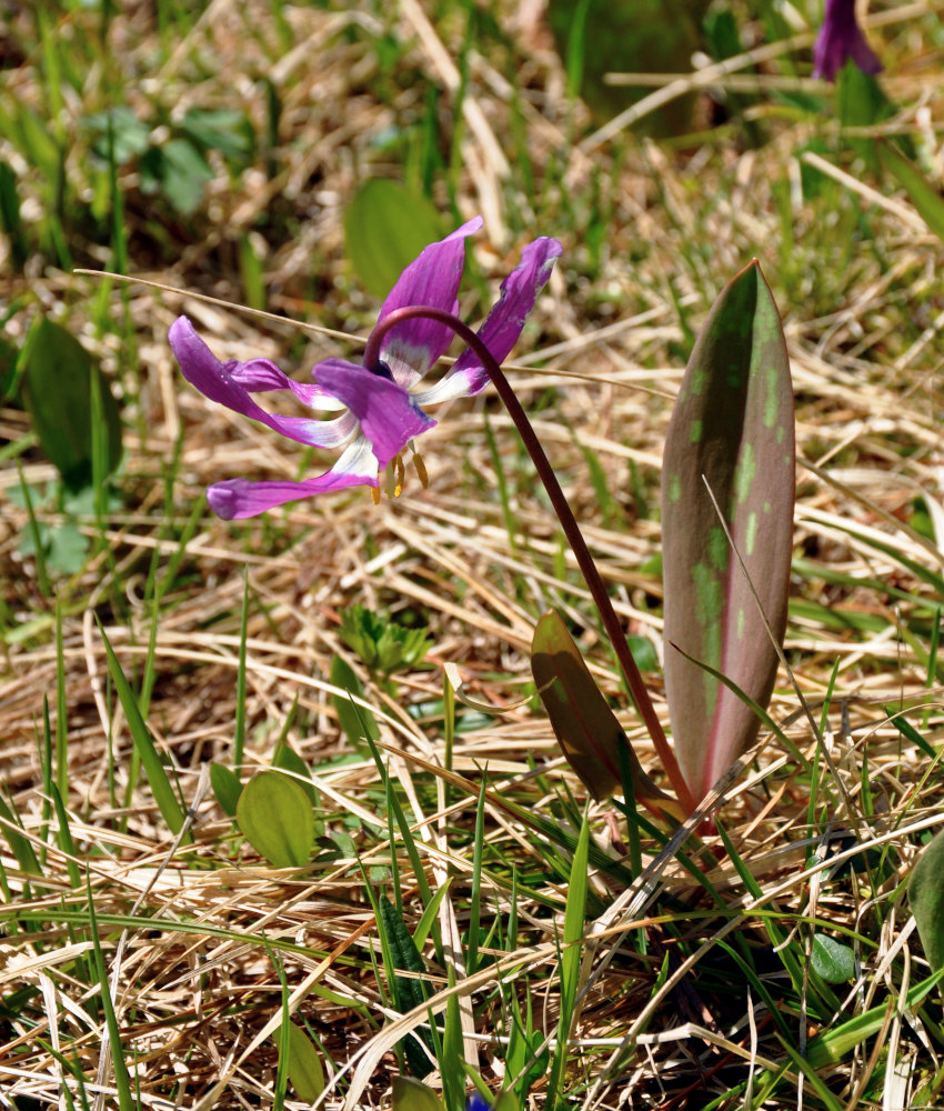 Image of Erythronium sibiricum specimen.