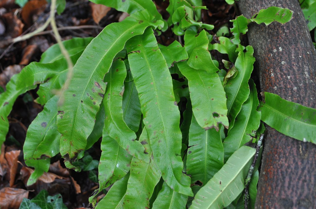 Image of Phyllitis scolopendrium specimen.