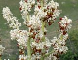 Rheum wittrockii. Часть соцветия с первыми плодами. Кыргызстан, Иссык-Кульская обл., Семеновское ущелье, задернованный склон. 01.06.2019.