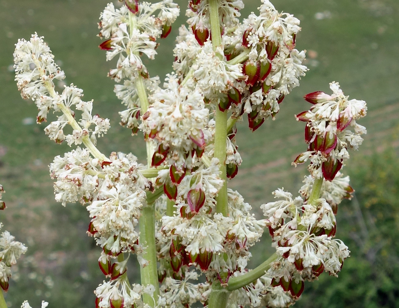 Image of Rheum wittrockii specimen.