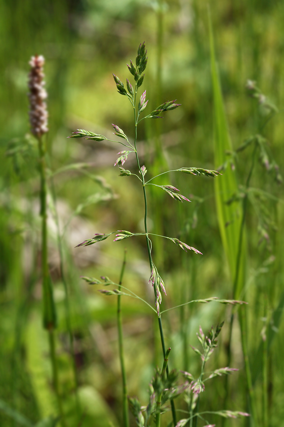 Изображение особи Poa trivialis.