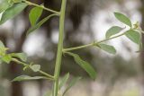 Barnadesia dombeyana