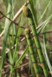 Equisetum fluviatile