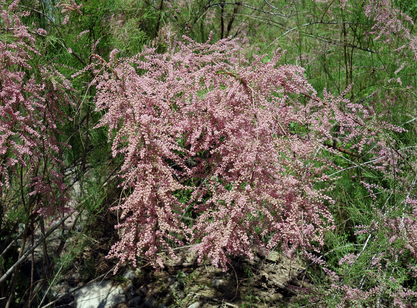 Image of Tamarix ramosissima specimen.