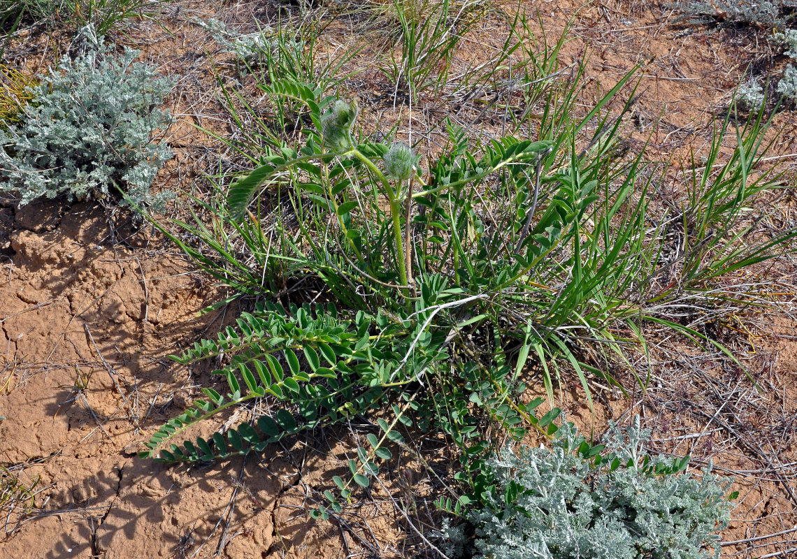 Image of Astragalus vulpinus specimen.