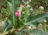 Persicaria amphibia