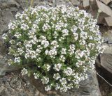 Thymus armeniacus