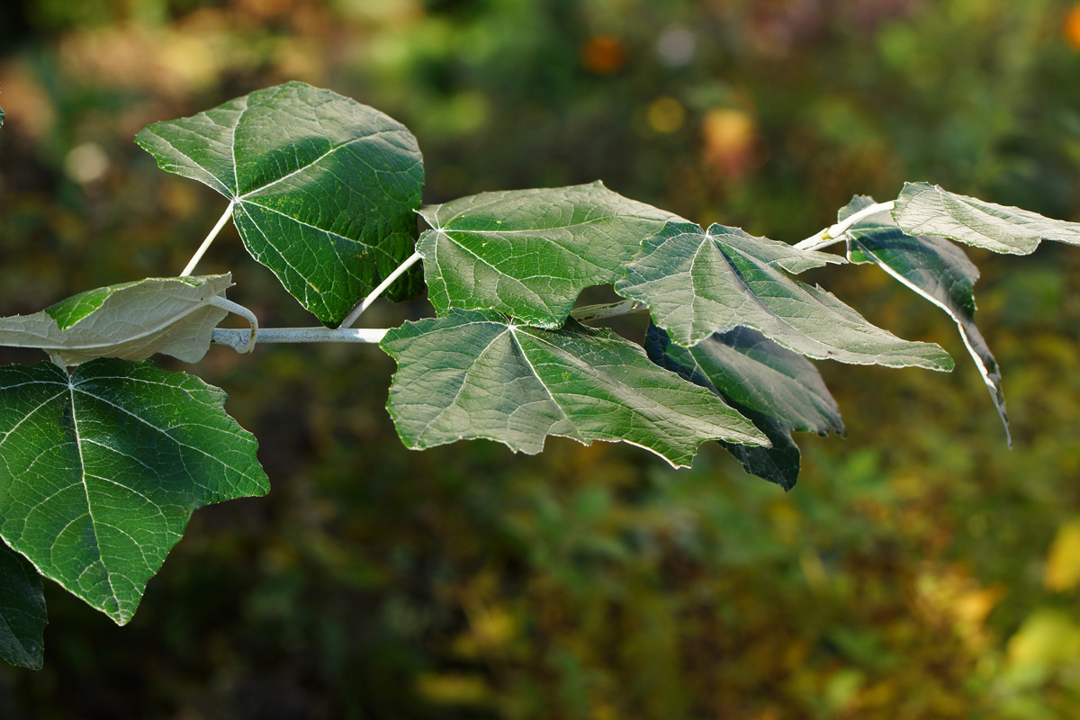 Изображение особи Populus alba.