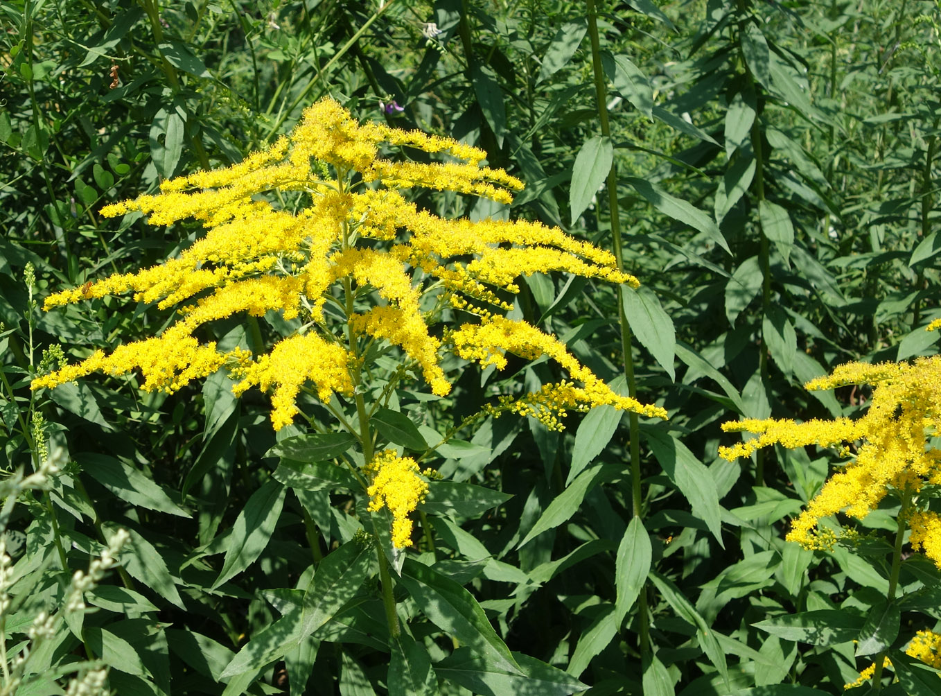 Изображение особи Solidago gigantea.