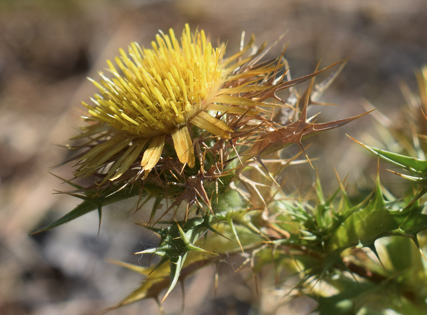 Изображение особи Carlina hispanica.